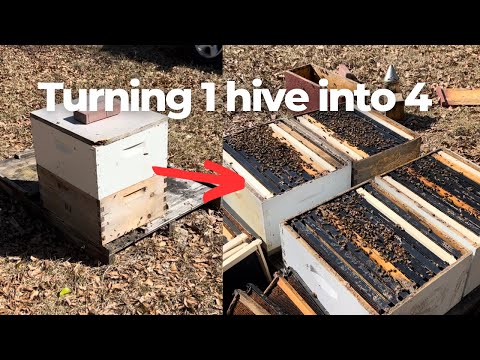 Complete Change of Plan While Splitting Bees
