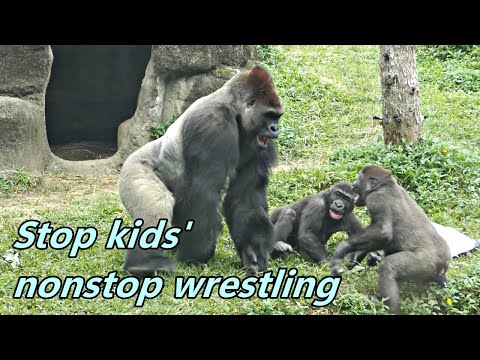 Gorilla dad D'jeeco stopped kids' nonstop wrestling / 迪亞哥阻止兩小的不停打打鬧鬧😊