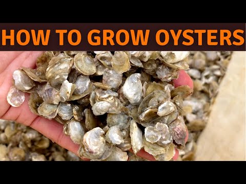 How Oyster Spat is Made in an Oyster Hatchery. European Flat Oyster, Belon