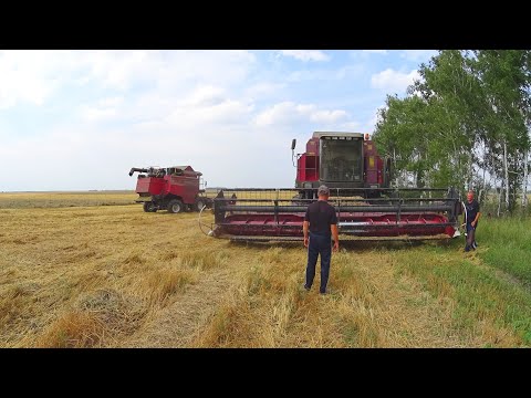 Студент на МАЗе. Поломка и забивание комбайна Палессе GS-12. Молотим пшеницу.