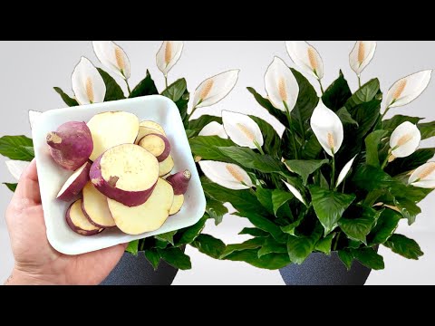 Apenas 1 copo desse adubo faz explodir com tantas flores (Qualquer planta)