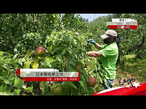 黑土地 20250918：紅豐梨搶早上市