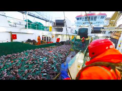 德国渔民出海捕鱼的过程，出海一趟狂捞165吨，29名船员海上生存最重要的物资竟然是香烟？