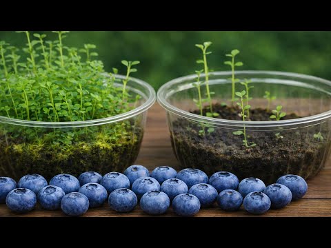 🟣 How to Plant Blueberries from Seeds, Quickly and Easily