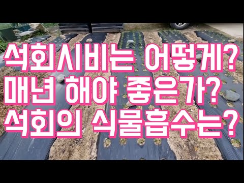 How do you apply lime? Is it best to do it annually? How does lime absorb into plants?