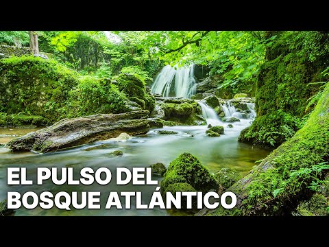 El Pulso del Bosque Atlántico | Especies raras