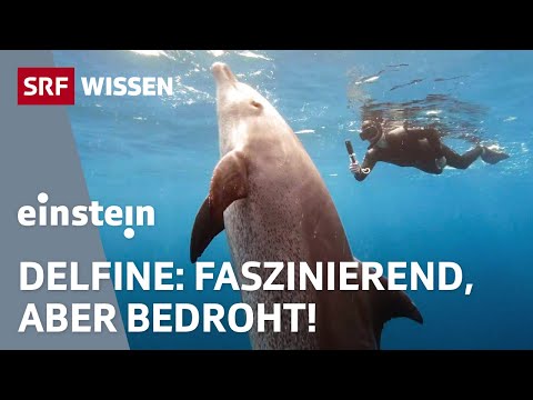 Delfine im Klimastress: Wie Wetterextreme Delfine gefährden | Einstein | SRF Wissen