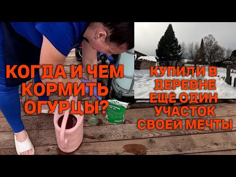 Капельная лента в деле. Формирование огурца в один ствол. Обход территории и  строительные планы