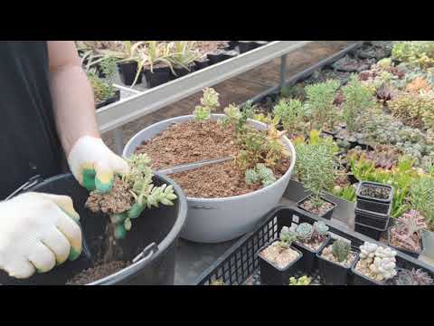 Сажаю суккуленты в большую плошку часть 1
