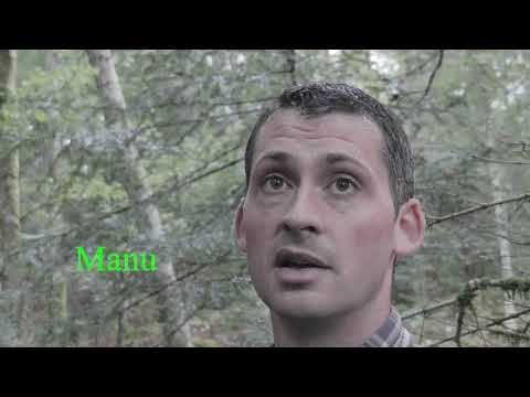 Les scolytes , c'est quoi exactement ?