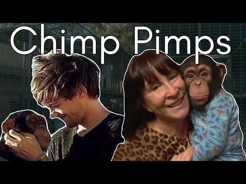 Chimps, Cameras, and Control: The Dark Truth Behind Why Chimps Are No Longer in Showbiz