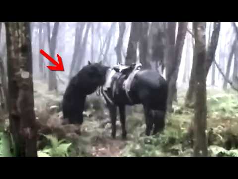 Real Life Animal Moments, That Will Blow Your Mind!
