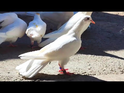 Голубя унесло далеко и не много мысли в слух. 