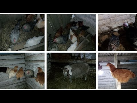 Деревенские будни. Вечерняя управа