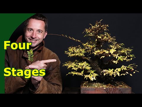 Bonsai Development in 4 distinct stages