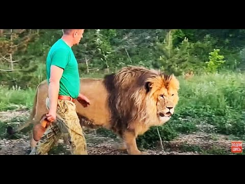 Нам с львом Султаном снова пришлось защищаться от ЧЕТЫРЕХ  ЛЬВОВ ! Russian Lion man !