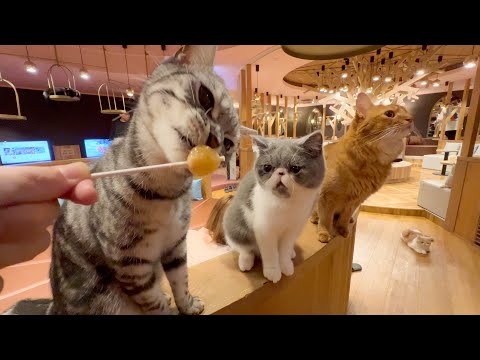 So Cute!!! Visiting a large Japanese cat cafe in Nagoya π π₯€ CAT CAFE MOCHA