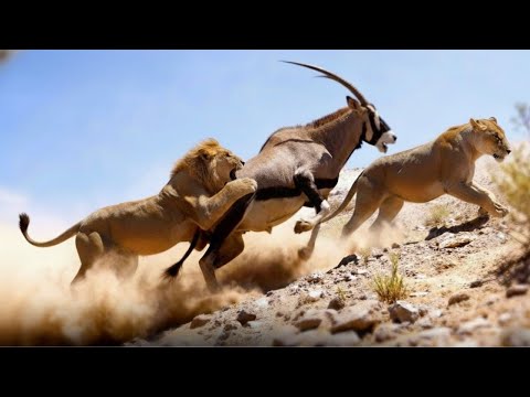 Wild Kingdom Extreme: Nature’s Fiercest Encounters | WILDLIFE DOCUMENTARY