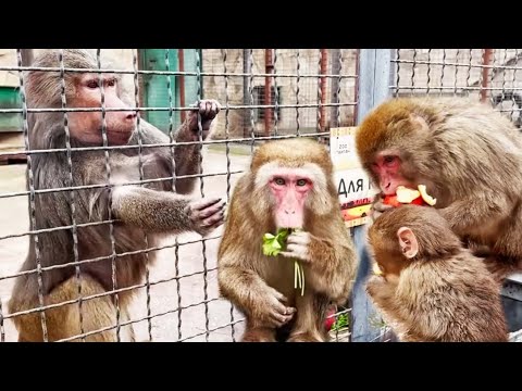 Elise Macaque Parsley 141225