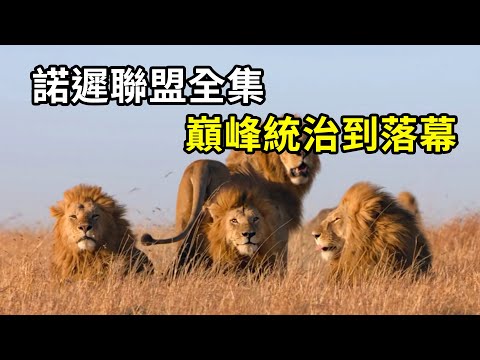 一口氣看完，諾遲聯盟從巔峰統治到落幕！#shorts #nature #wildlife #animal #wildanimals #animals #寵物  #動物