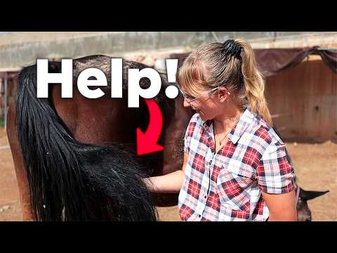 How I Detangle Horse Tails Without Expensive Products