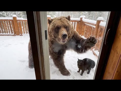 When Your Pet Brings Home a Friend