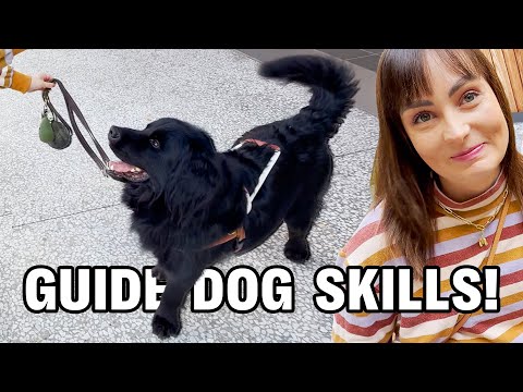 How a Guide Dog Actually Guides a Blind Person (Elton Demo’s Tasks + Commands)