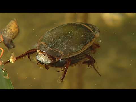 Conflits dans la Nature - Conflits autour d'une Mare