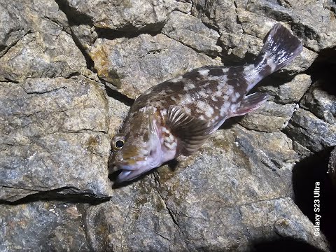 겨울 볼락 낚시 :🌙 집어등 지그헤드 베이비사딘 🐟#밤낚시 #루어낚시 #볼락루어 #집어등 #베이비사딘 #낚시스타그램 #Teaser #LRF #rockfishing