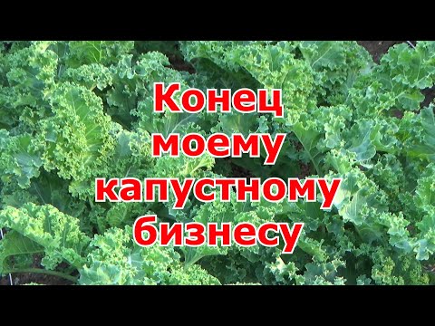 Результат моего маленького бизнеса по листовой капусте кале. Можно ли заработать на ЭКО-капусте.