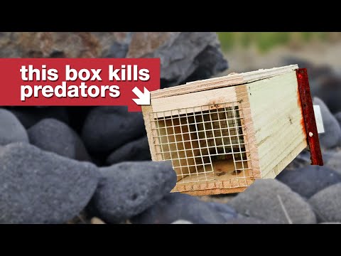 This is “impossible”, but New Zealand is trying anyway.