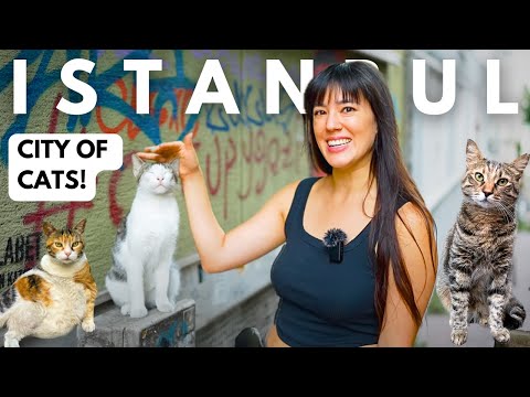 The Cats (& Humans) of Istanbul