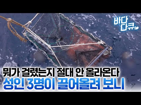 절대 안 올라오는 통발 포기 않고 선원들 모여 끌어올렸더니 이건 진짜 대물이다 사람만 한 대왕 문어 등장/ #바다다큐