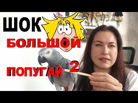 Крупный попугай меня ШОКИРОВАЛ