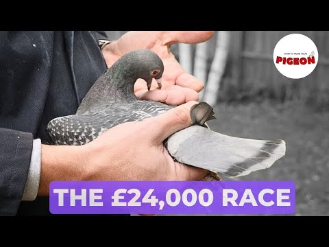 (Ep.76) It's Ending? The Last Race.