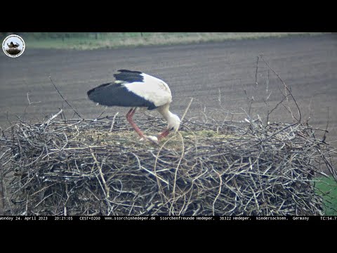 4-Eier_im_Nest_24.04.2023