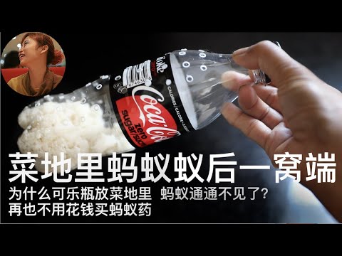 All ants  gone when a coke bottle put in the vegetable field｜No cost
