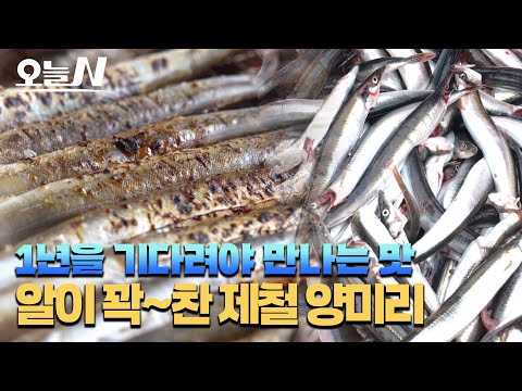 지금 아니면 못 먹어요! 알이 꽉꽉 찬 양미리 구이🐟ㅣ오늘N