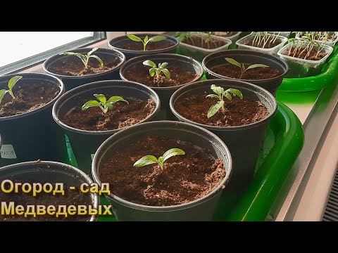 Когда и как пикировать томаты, перцы и баклажаны