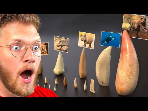 Reacting to Teeth Size Comparisons