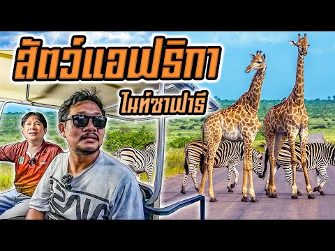 สัตว์แอฟริกาและสัตว์อื่นๆที่เชียงใหม่ไนท์ซาฟารี African animals at Chiang Mai Night Safari.