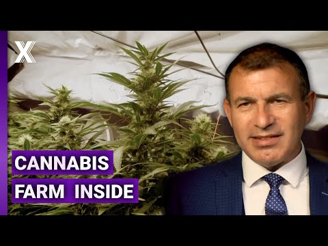Letting Agent Discovers Cannabis Farm Inside Rental