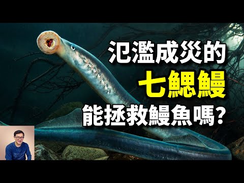 泛濫成災的入侵物種，卻有美食屬性，七鰓鰻能拯救鰻魚嗎？【老肉雜談】#動物 #海鮮 #七鰓鰻 #美食 #魚