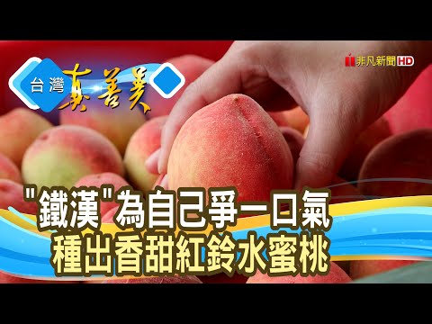 鐵漢的逆襲“紅鈴水蜜桃”｜梨賀。您好｜【台灣真善美】2024.04.21