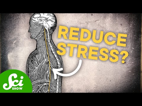 What Does The Vagus Nerve ACTUALLY Do?