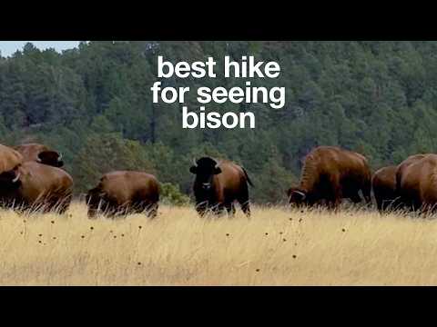 Hiking Wind Cave National Park: Lookout Point Bison Hike