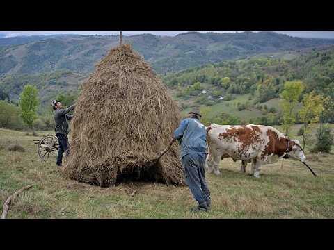 Tough Life in the Mountains, Brothers Harvesting Hay with Oxen