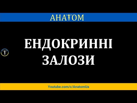 ЕНДОКРИННІ ЗАЛОЗИ