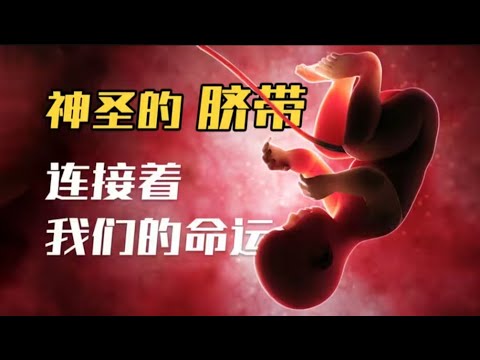 胎生的起源：神圣的脐带如何连接我们的命运【芳斯塔芙】
