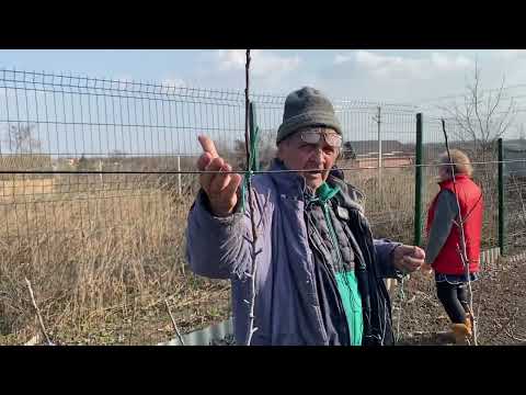 Обрезка интенсивного сада груши и яблони.